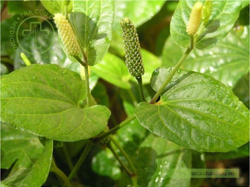 Những tác dụng dược lý của cây thuốc Tất Bát