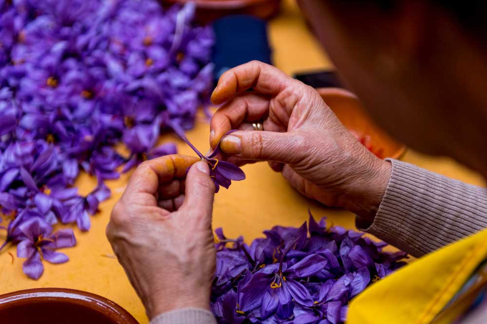 Saffron – Vị thuốc giá hơn nửa tỷ đồng một kg