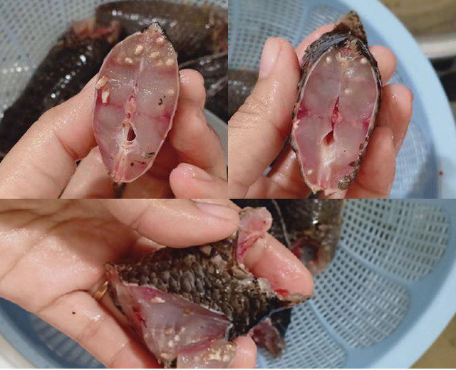TIN TỨC: Chưa hết "Bão" sán lợn, cư dân lạnh lại xôn xao vì sán cá