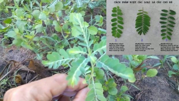 Cách sử dụng cây chó đẻ để chữa bệnh