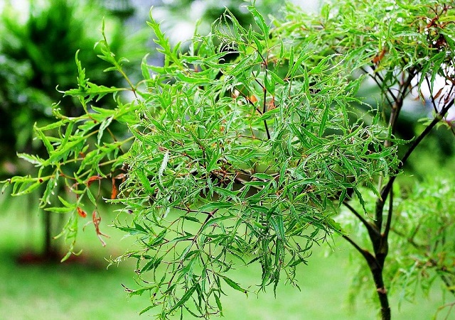 Cây Đinh Lăng – Thần dược chữa bệnh tuyệt vời
