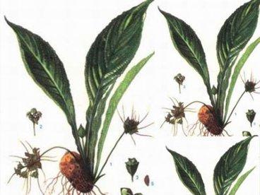 Chia sẻ những tác dụng tuyệt vời từ cây Hồi đầu thảo mang lại