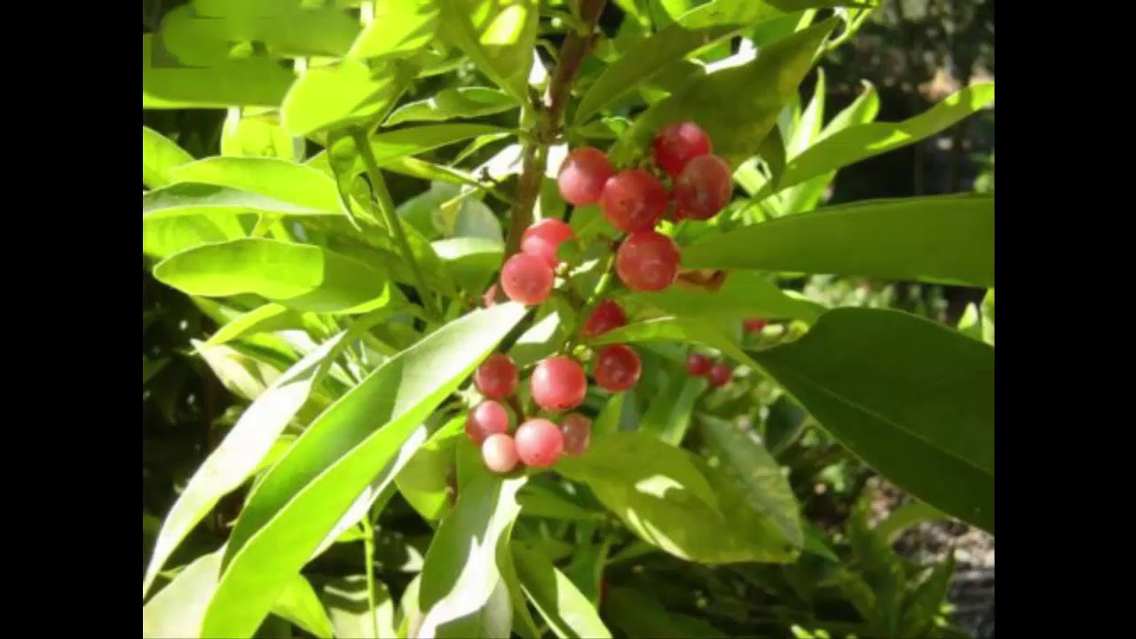 Công dụng tuyệt vời từ cây Cơm rượu đối với phụ nữ sau sinh
