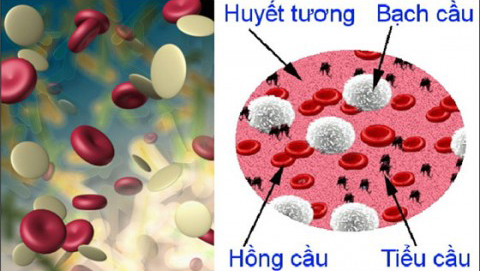 Nên ăn gì tăng tiểu cầu trong máu?