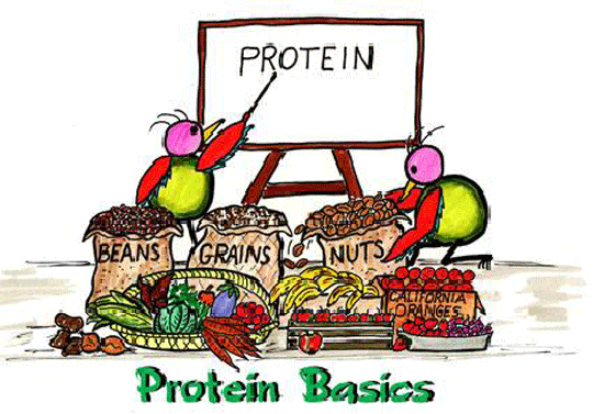 Protein là gì? Tầm quan trọng của Protein đối với sức khỏe