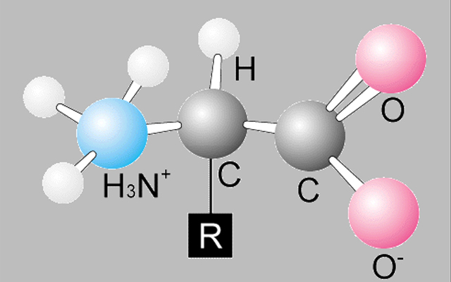 Lý giải axit amin là gì? Tầm quan trọng của axit amin đối với sức khỏe 1