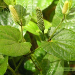 Những tác dụng dược lý của cây thuốc Tất Bát