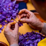 Saffron - Vị thuốc giá hơn nửa tỷ đồng một kg