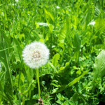 Tác dụng bất ngờ của hoa bồ công anh không phải ai cũng biết