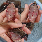 TIN TỨC: Chưa hết "Bão" sán lợn, cư dân lạnh lại xôn xao vì sán cá