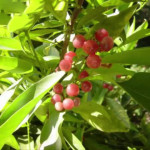 Công dụng tuyệt vời từ cây Cơm rượu đối với phụ nữ sau sinh