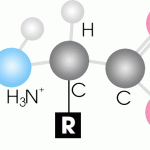Lý giải axit amin là gì? Tầm quan trọng của axit amin đối với sức khỏe