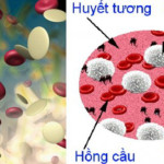 Nên ăn gì tăng tiểu cầu trong máu?